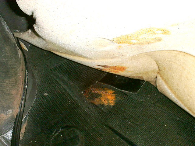 rost3.jpg